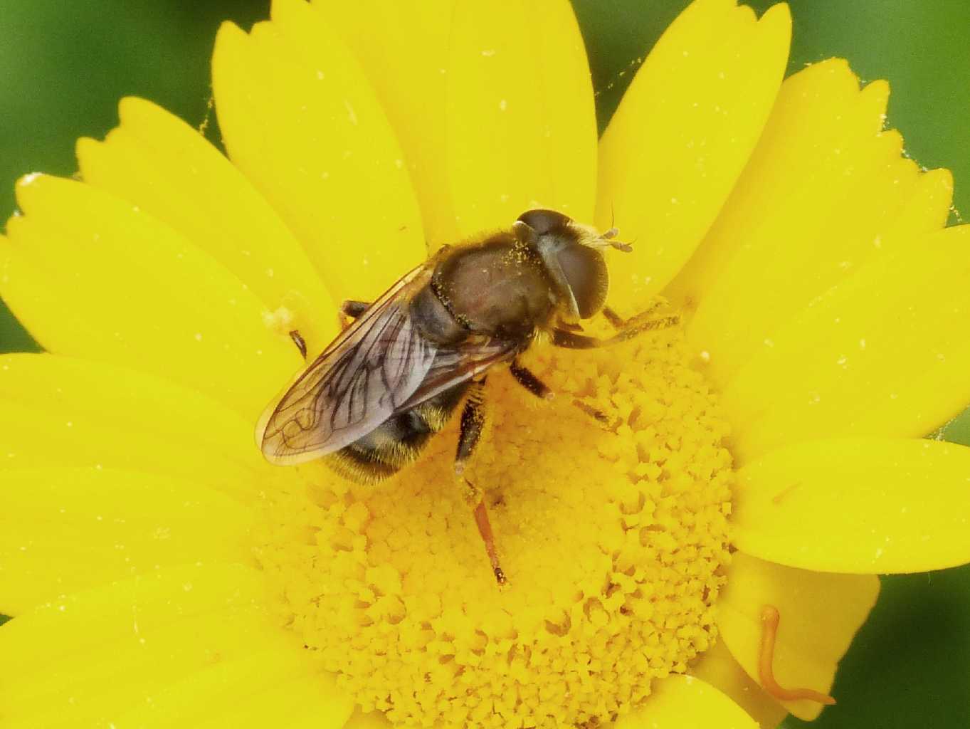 Piccolo syrphidae: Merodon sp.